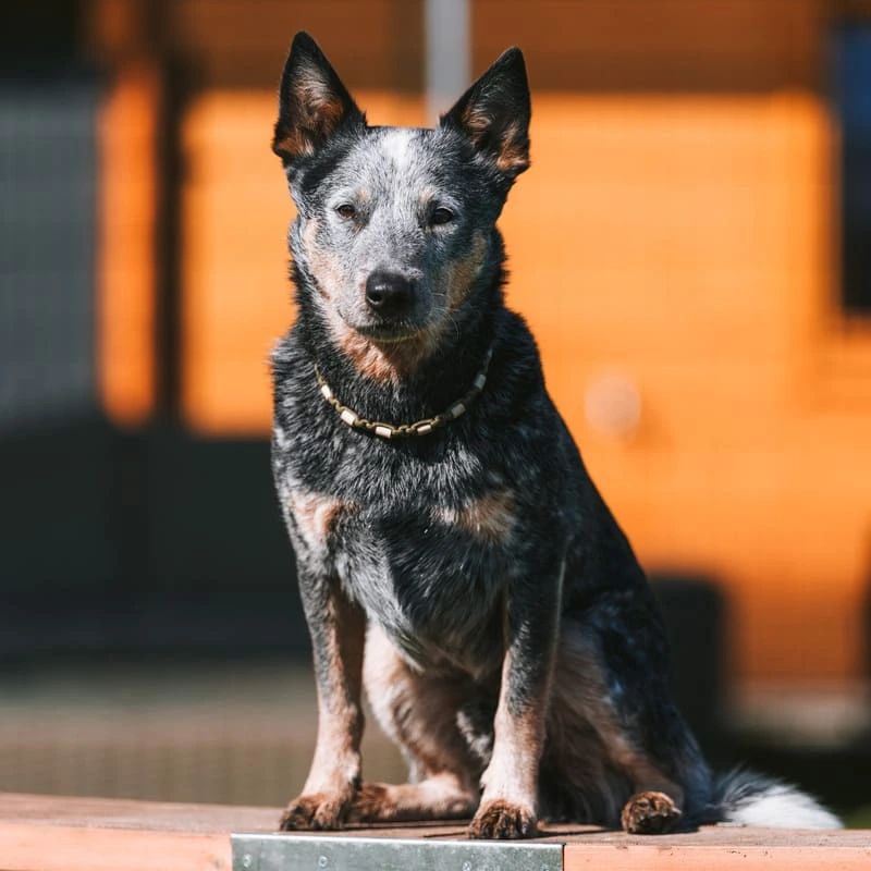 Boomer, der Cattle Dog der Hundestube Bremen